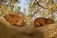 Daman skalni - Procavia capensis - Rock Hyrax o0477